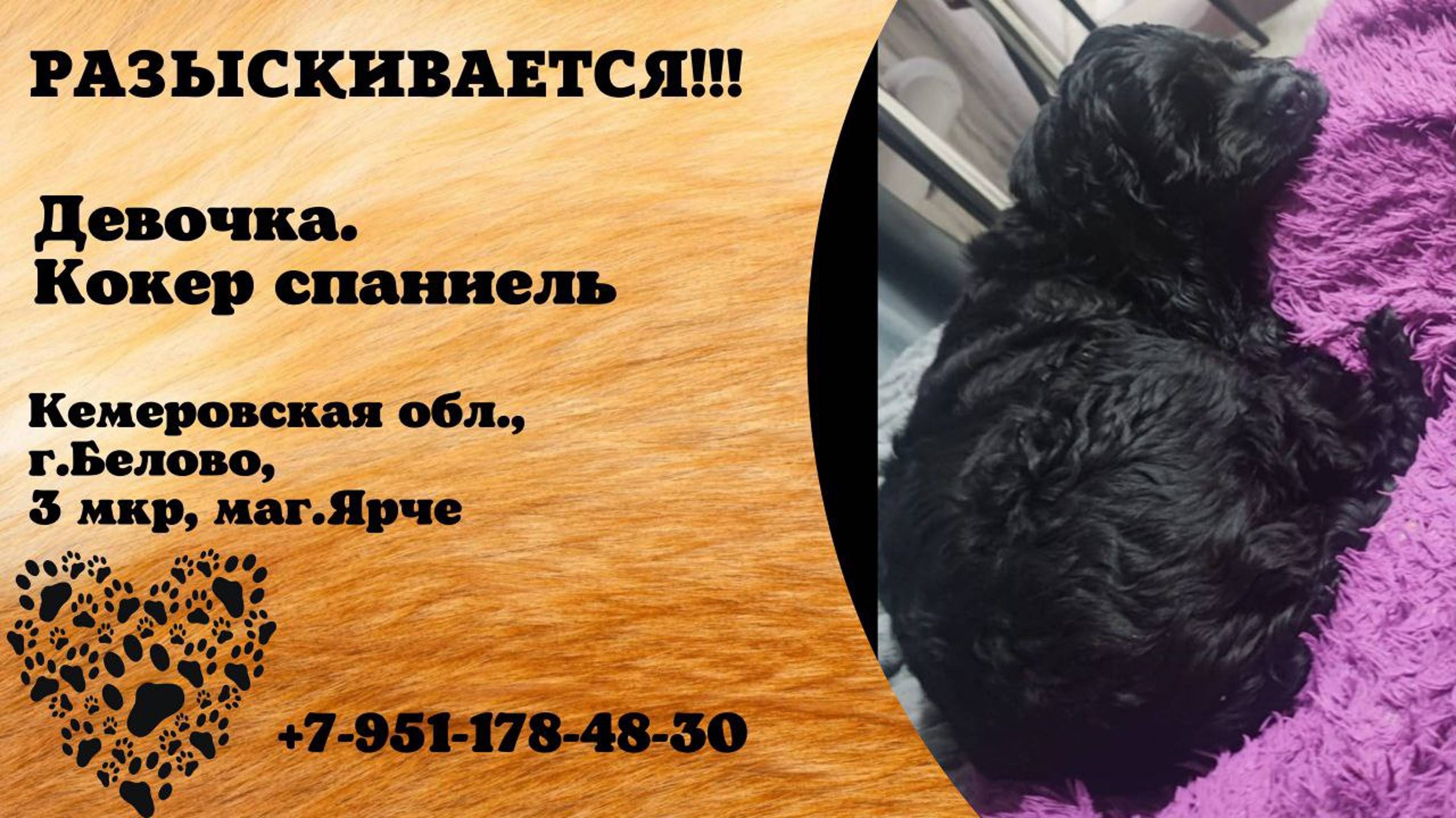 Пропала собака!Девочка. Кокер спаниель. Кемеровская обл, г. Белово