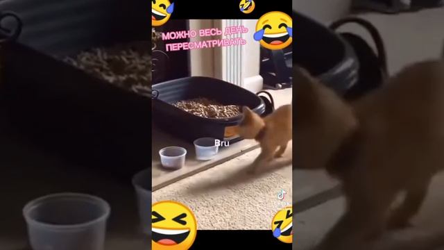 Можно весь день смеяться