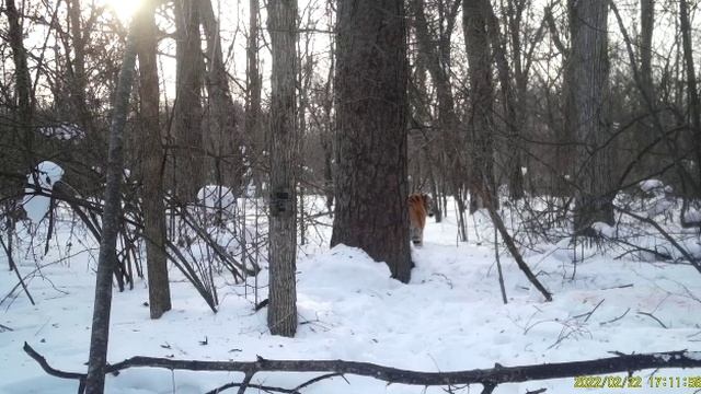 Использование фотоловушки при разрешении конфликтной ситуации