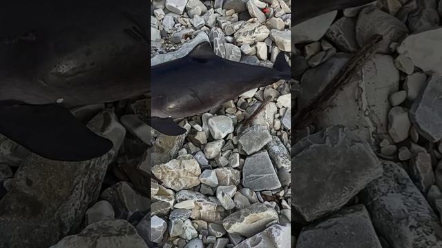 😩МЕРТВЫЕ ДЕЛЬФИНЫ НА ПЛЯЖЕ !!ПОСЛЕДСТВИЯ КАТАСТРОФЫ В ЧЕРНОМ МОРЕ | 24 декабря 2024г!