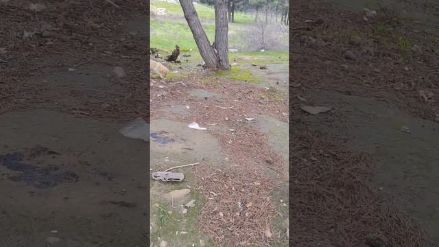 Наконец таки удалось дать таблетку демодекозной собачке