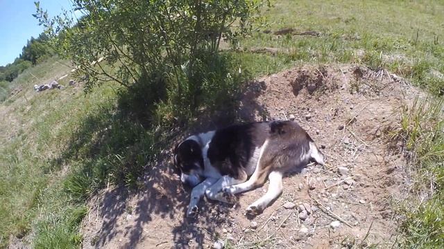 Габычь на отдыхе // переезд в деревню