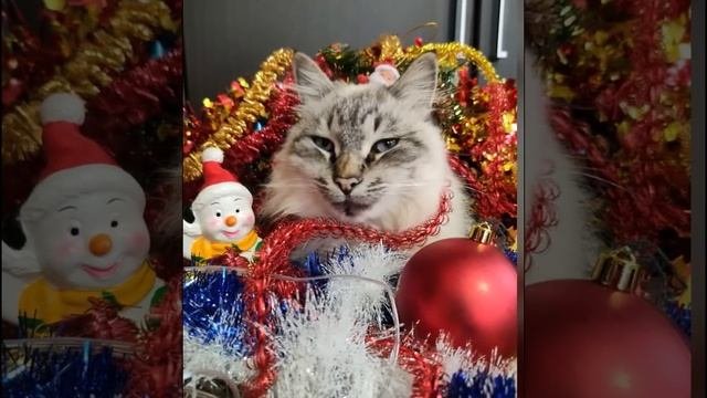 Дети нарядили кота