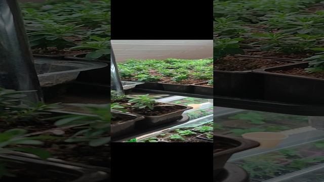 Укорененные черенки Калибрахоа готовы к продаже!
