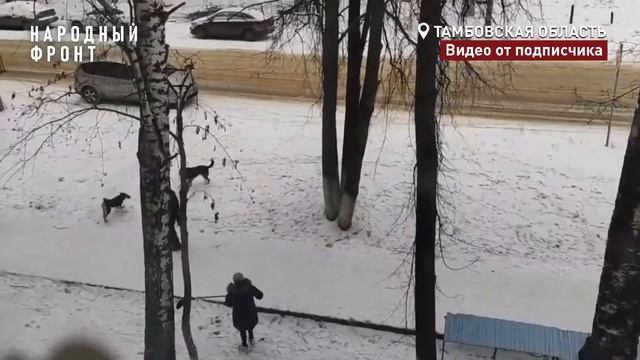 Стая собак напала на пенсионера. Псы терроризируют жителей.