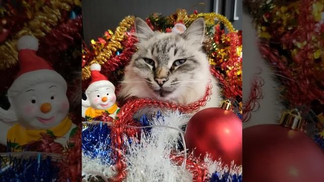 Кот ждет когда поставят елку #новый_год  #2024