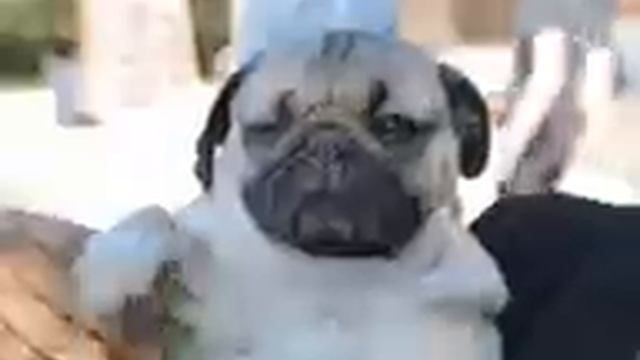 Собака машет