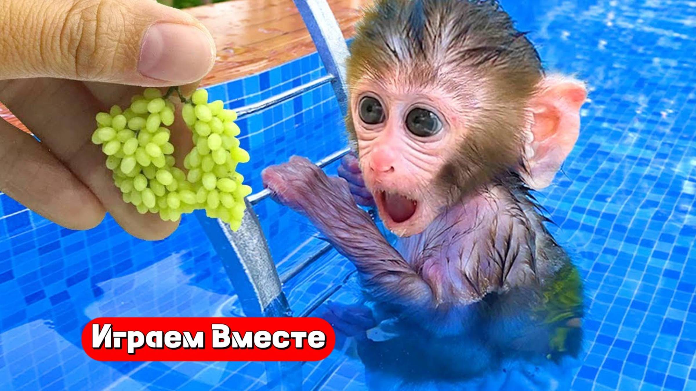 Обезьянка на отдыхе ! Веселые приключения 🐒 ТРАНСЛЯЦИЯ для детей 👍