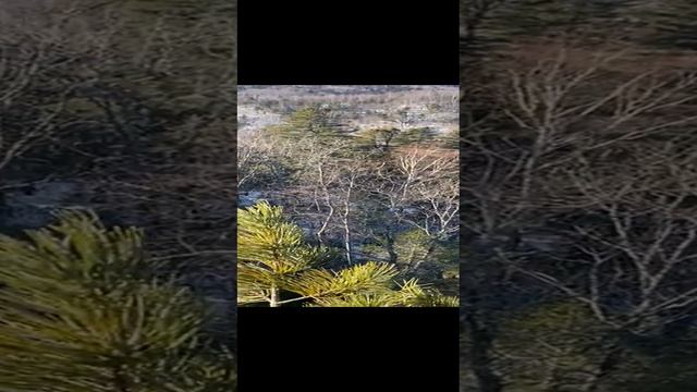 1000131767.mp4