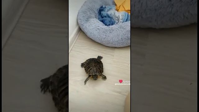 Яша на прогулке😊