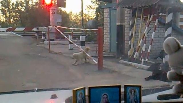собака танцует
