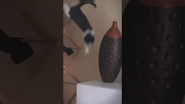 Котики серия 11