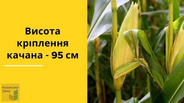 Кукурудза ДМС 1915 🌽 - опис гібрида 🌽