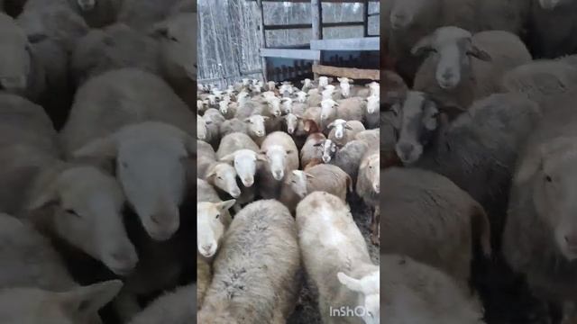 В БОЙ ВОИНЫ!))