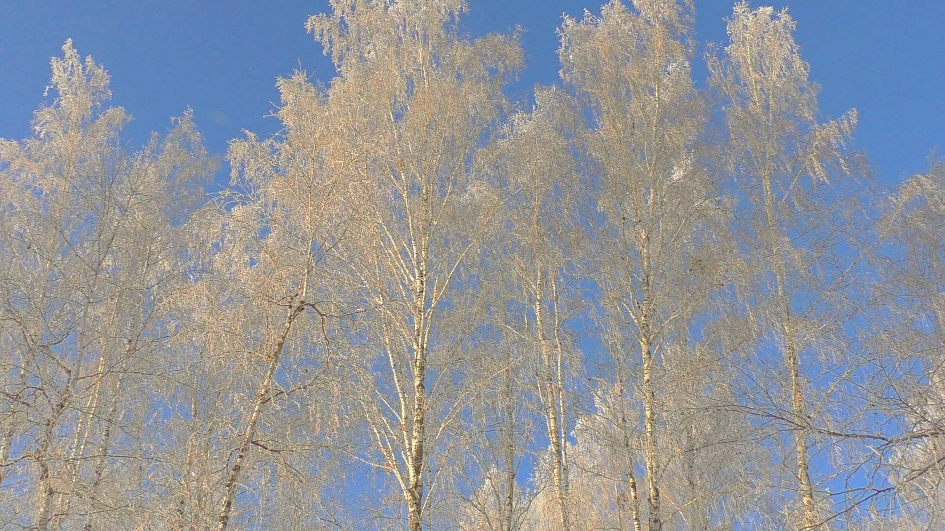 Зимы очарованье