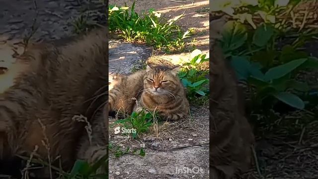 КУМИ говорит 6. (куми в переводе с японского медведь)..mp4