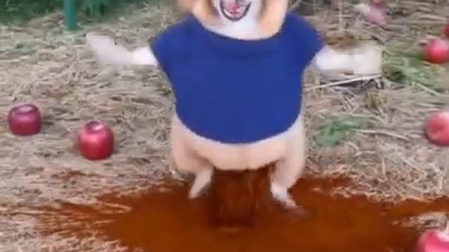 собака с яблоком