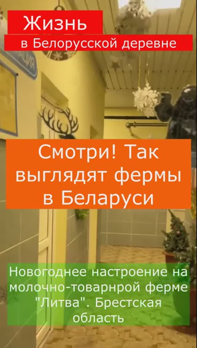 Смотри! Так выглядят фермы в Беларуси. Новогоднее настроение