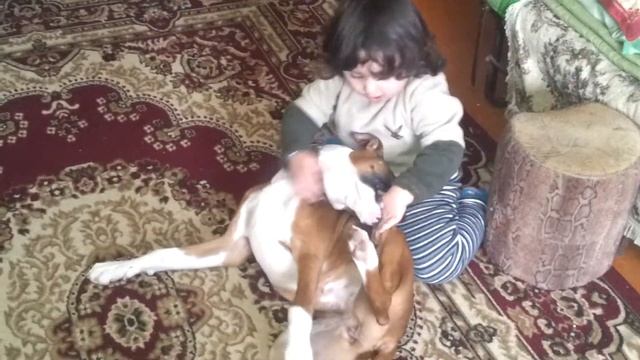 Собака разорвала девочку.     Dog tore the girl to shreds
