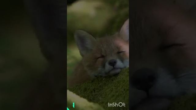 #лиса