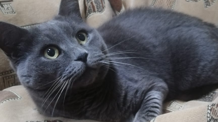 кот