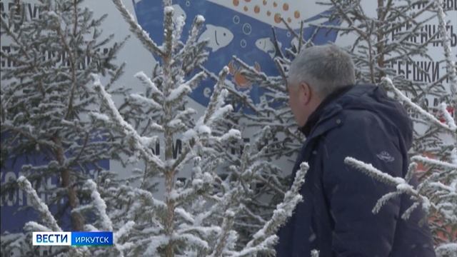 Санитарные рейды по елочным базарам стартовали в Иркутской области