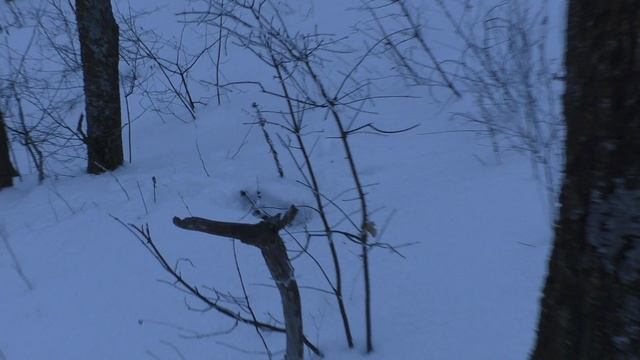 Нарвался в лесу на волчьи лежанки ! подскажите их !?