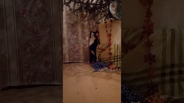 Охраняю ёлку от кота