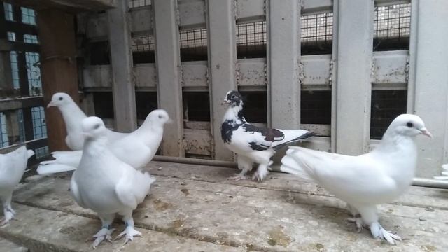 1000023803.mp4