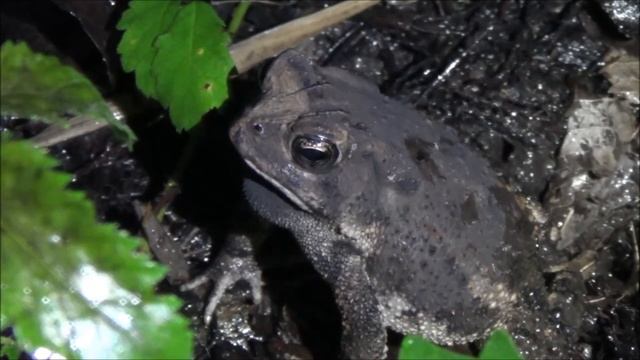 Fowler's Toad (Anaxyrus fowleri) Calling