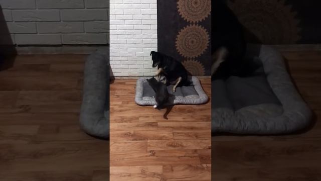Кот нападает на собаку! Гаврюша и Мышка ❤️