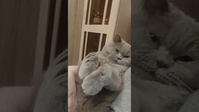 Лиловый британский кот: нежность и уют от нашего питомника