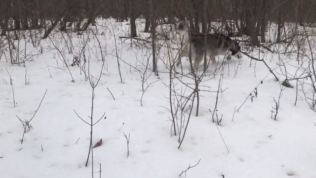 Ещё есть снег