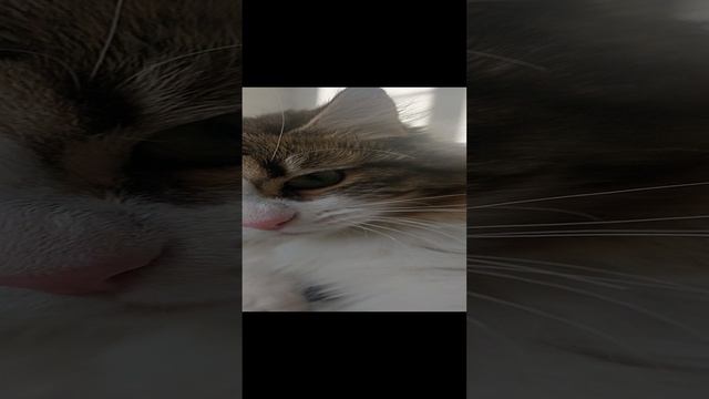 23-12-2024  Маркиз