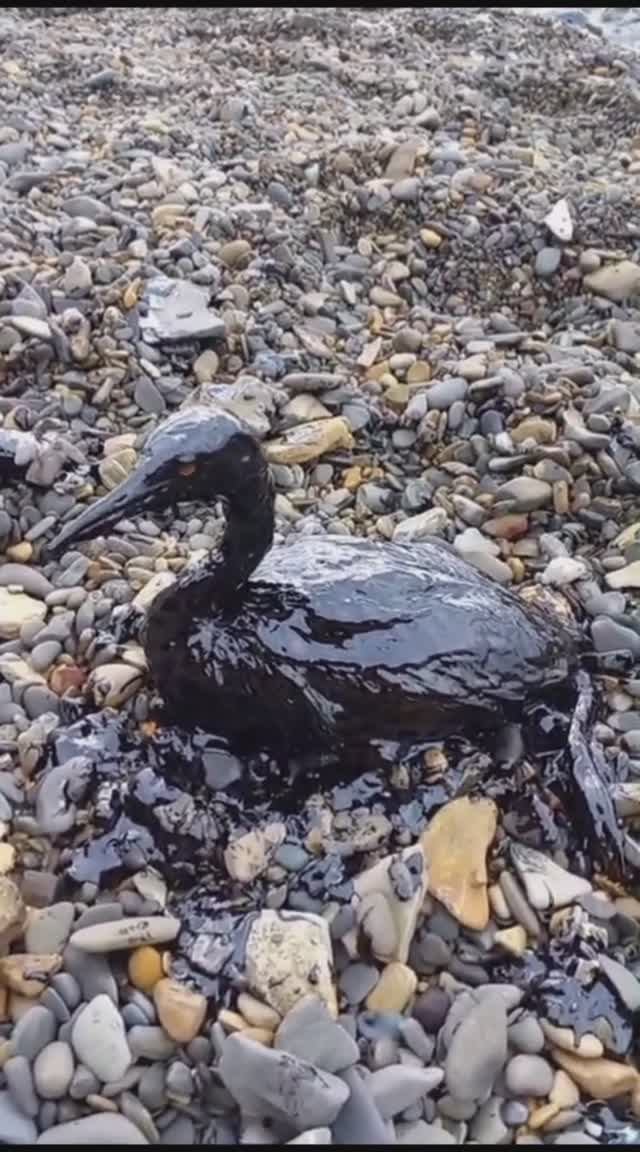 Катастрофа в Анапе Тонны мазута в Чёрном море и на побережье