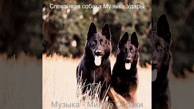 Впечатление (Спящая собака)