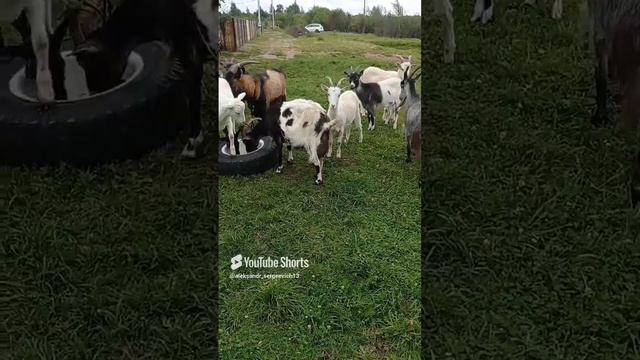 Главное в жизни - потоптаться ногами по тазу с едой