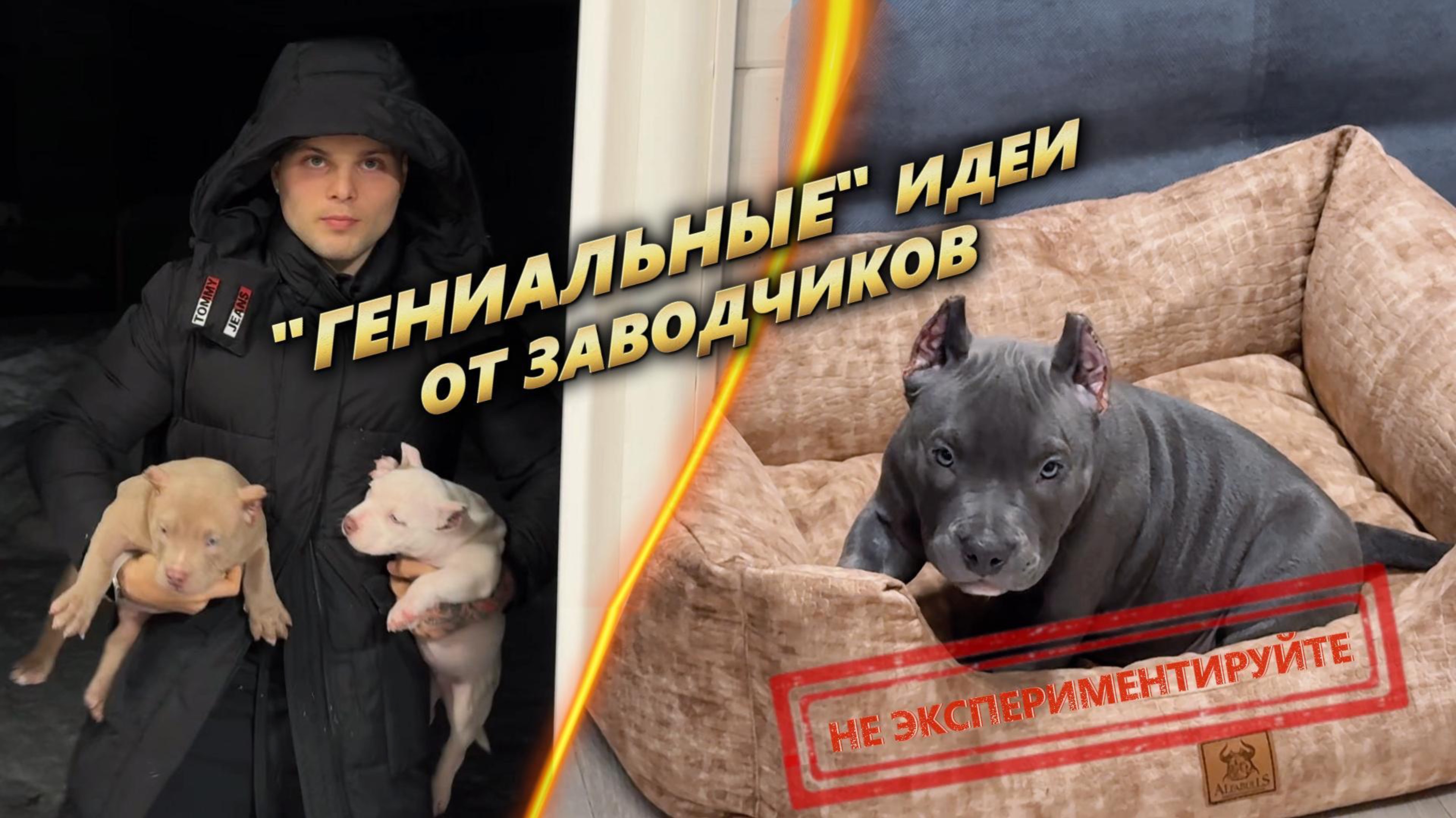 Почему наши щенки — это настоящее искусство? 🎨Разоблачение новомодных подходов в кинологии!
