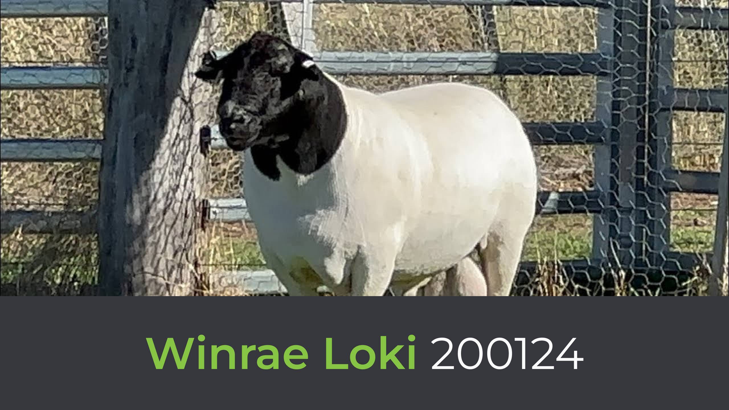 Дорпер Winrae Loki 200124