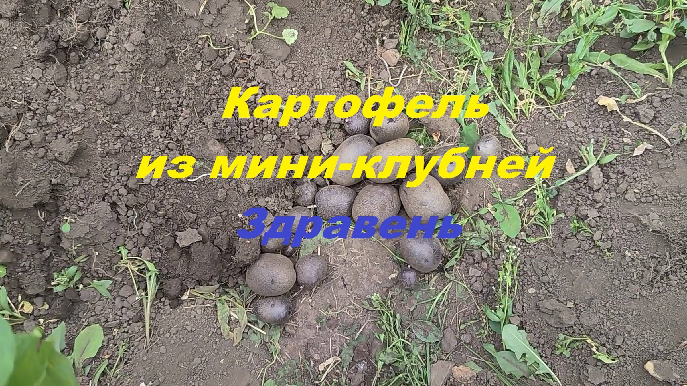 Картофель из мини-клубней. Здравень.