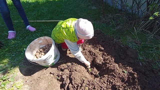 Сажаем картошку с Никой и Анютой.