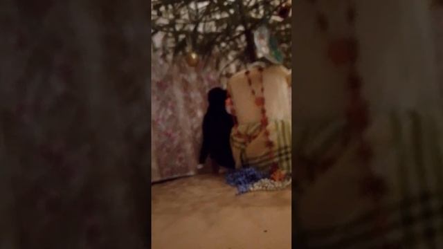 Шаловливые лапки. Марс