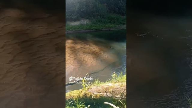 В этой речушке водится хариус