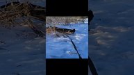 Техас. Спокойный, контактный, человекориентированный. Ищем дом! #ногинскийприют_техас #техас_нп