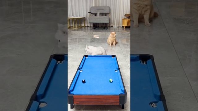 Кот неудачник