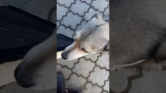 проект КАТЮША #1