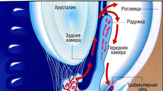 Сазонов С.В. 12. Передний отдел глаза