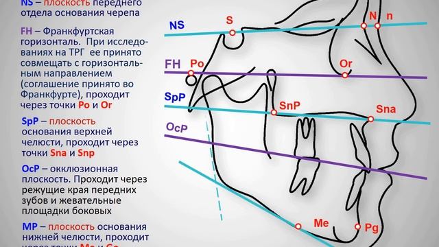 5_6г_Анализ_томограмм_ВНЧС_и_ТРГ_в_боковой_проекции