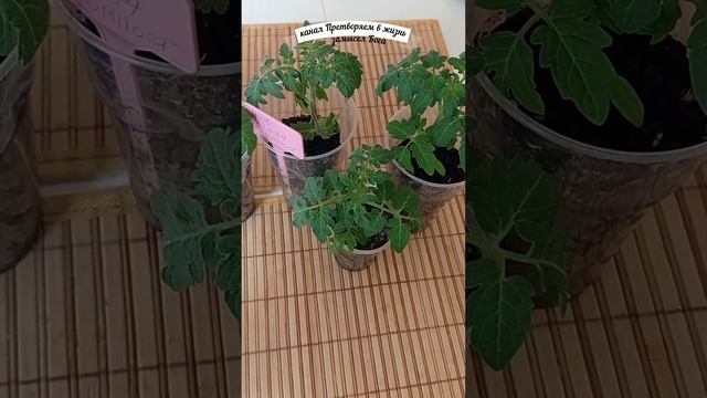 Лучший грунт для рассады томатов.3 часть.