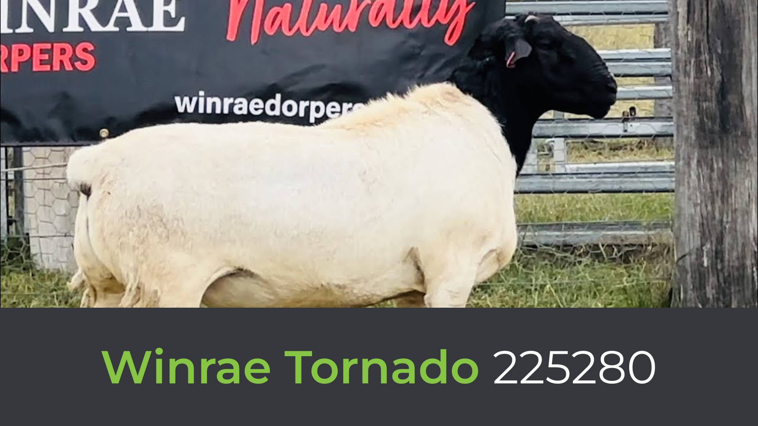 Дорпер Winrae Tornado 225280